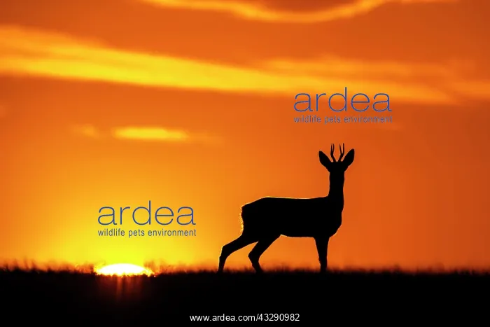 : Western Roe Deer (Capreolus capreolus) buck, standing : Western Roe Deer (Capreolus capreolus) buck, standing