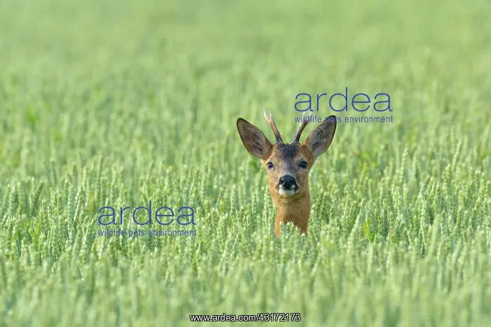 : Western Roe Deer (Capreolus capreolus) in Corn Field