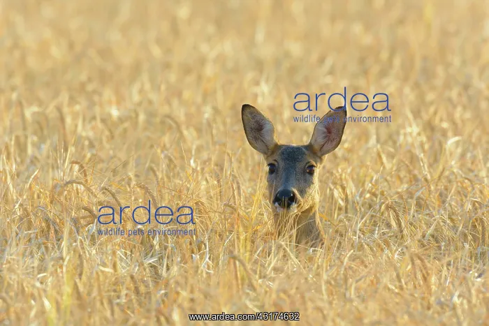 : Western Roe Deer (Capreolus capreolus) in Corn field : Western Roe Deer (Capreolus capreolus) in Corn field