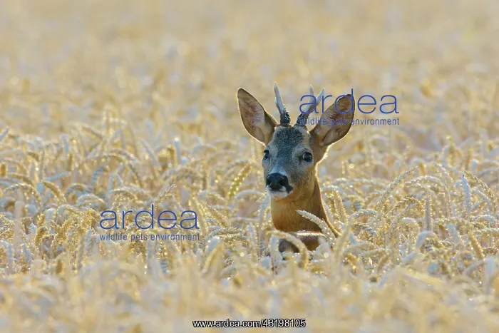 : Western Roe Deer (Capreolus capreolus) in Corn Field : Western Roe Deer (Capreolus capreolus) in Corn Field