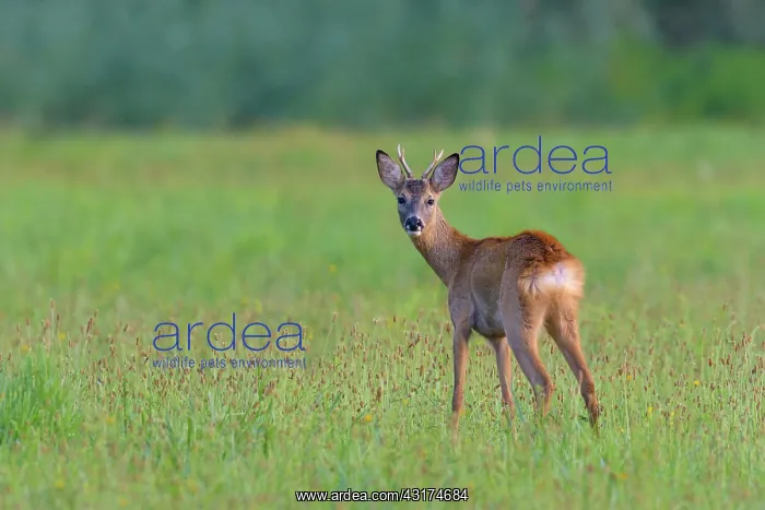 : Western Roe Deer (Capreolus capreolus) on Meadow : Western Roe Deer (Capreolus capreolus) on Meadow