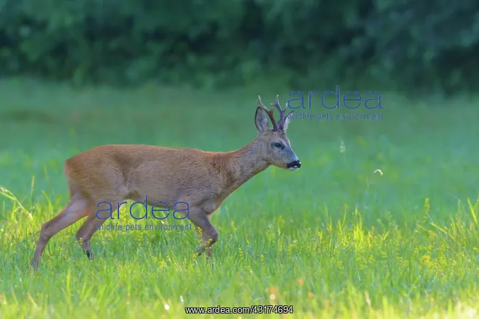 : Western Roe Deer (Capreolus capreolus) on Meadow : Western Roe Deer (Capreolus capreolus) on Meadow