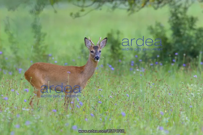 : Western Roe Deer (Capreolus capreolus) on Meadow : Western Roe Deer (Capreolus capreolus) on Meadow