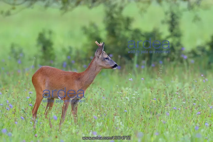 : Western Roe Deer (Capreolus capreolus) on Meadow : Western Roe Deer (Capreolus capreolus) on Meadow
