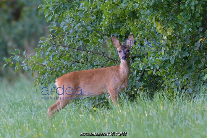: Western Roe Deer (Capreolus capreolus) in Meadow : Western Roe Deer (Capreolus capreolus) in Meadow