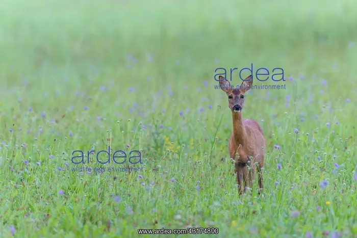 : Western Roe Deer (Capreolus capreolus) in Meadow : Western Roe Deer (Capreolus capreolus) in Meadow