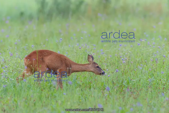 : Western Roe Deer (Capreolus capreolus) in Meadow : Western Roe Deer (Capreolus capreolus) in Meadow