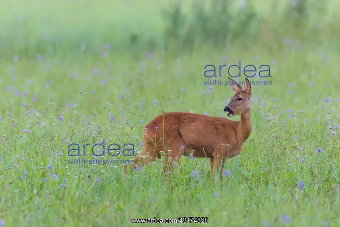 : Western Roe Deer (Capreolus capreolus) in Meadow : Western Roe Deer (Capreolus capreolus) in Meadow