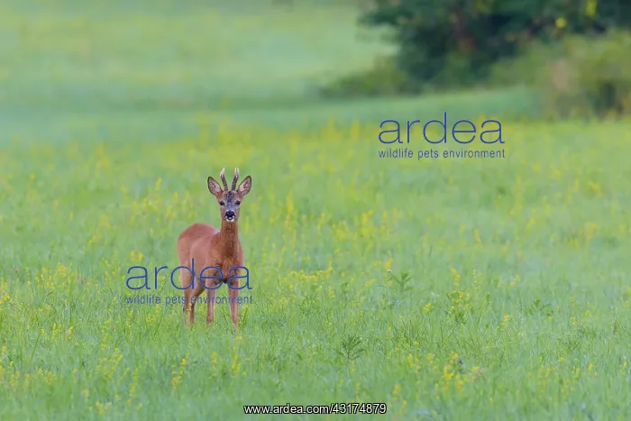 : Western Roe Deer (Capreolus capreolus) on Meadow : Western Roe Deer (Capreolus capreolus) on Meadow