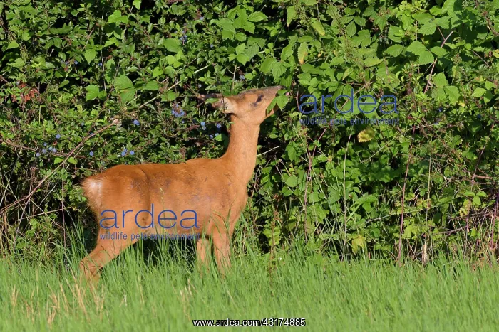 : Western Roe Deer (Capreolus capreolus) in Meadow : Western Roe Deer (Capreolus capreolus) in Meadow