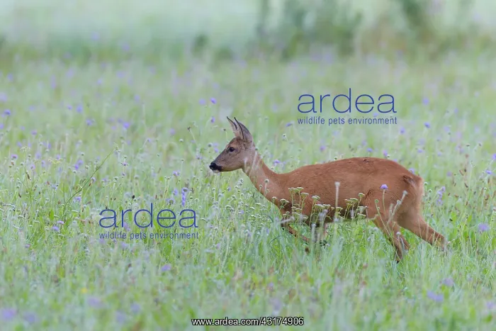 : Western Roe Deer (Capreolus capreolus) in Meadow : Western Roe Deer (Capreolus capreolus) in Meadow