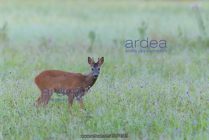 : Western Roe Deer (Capreolus capreolus) on Meadow : Western Roe Deer (Capreolus capreolus) on Meadow