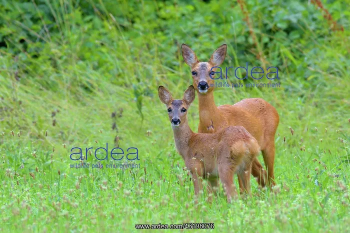 : Western Roe Deer (Capreolus capreolus) in Meadow : Western Roe Deer (Capreolus capreolus) in Meadow