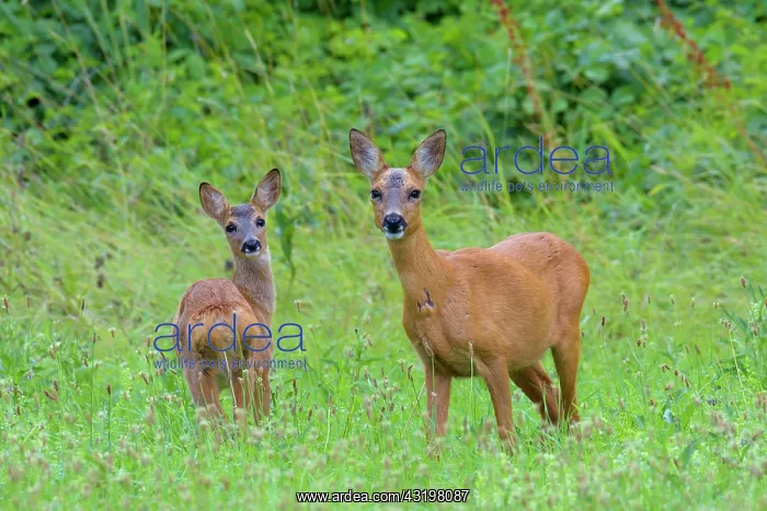 : Western Roe Deer (Capreolus capreolus) in Meadow : Western Roe Deer (Capreolus capreolus) in Meadow