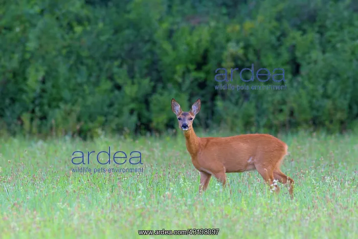 : Western Roe Deer (Capreolus capreolus) in Meadow : Western Roe Deer (Capreolus capreolus) in Meadow