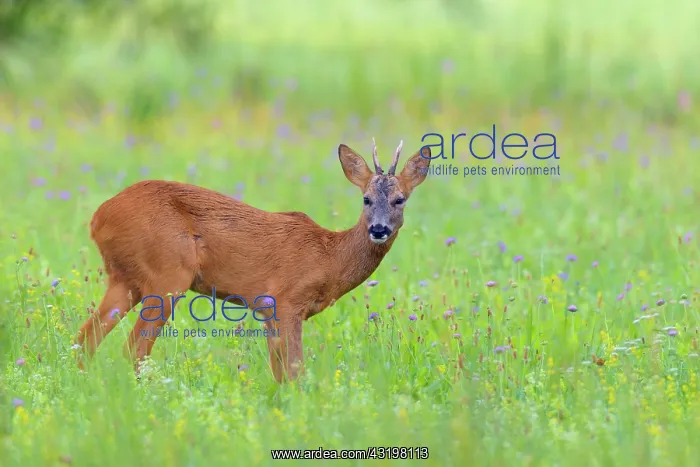 : Western Roe Deer (Capreolus capreolus) on Meadow : Western Roe Deer (Capreolus capreolus) on Meadow