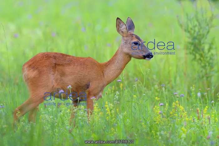: Western Roe Deer (Capreolus capreolus) in Meadow : Western Roe Deer (Capreolus capreolus) in Meadow