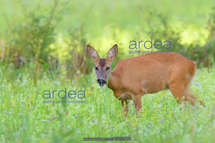 : Western Roe Deer (Capreolus capreolus) in Meadow : Western Roe Deer (Capreolus capreolus) in Meadow