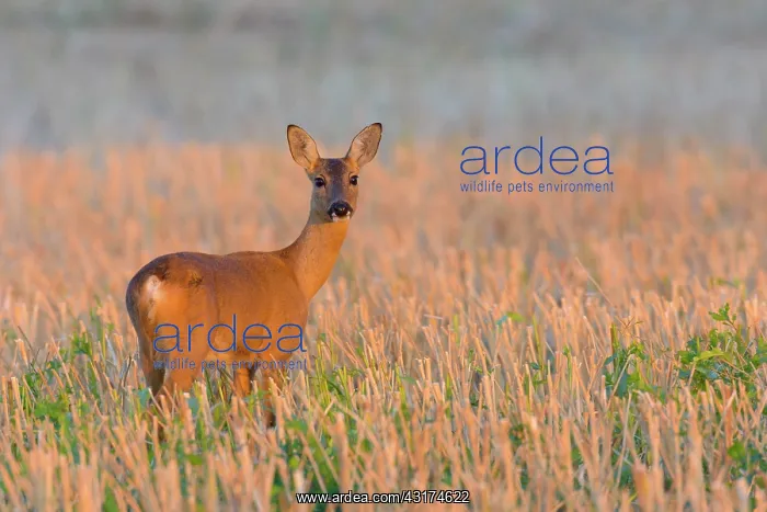  : Western Roe Deer (Capreolus capreolus) in Morning
