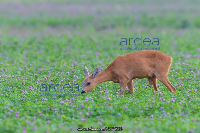 : Western Roe Deer (Capreolus capreolus) in Red clover : Western Roe Deer (Capreolus capreolus) in Red clover
