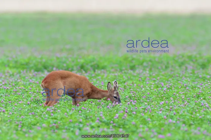 : Western Roe Deer (Capreolus capreolus) in Red clover : Western Roe Deer (Capreolus capreolus) in Red clover