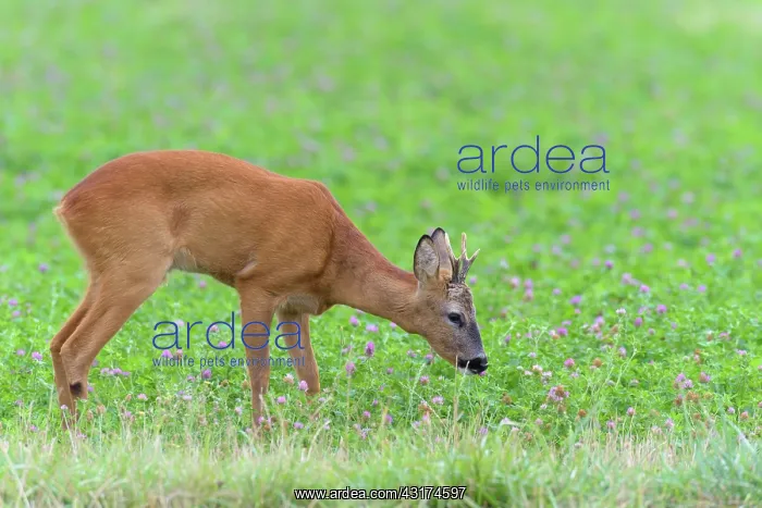 : Western Roe Deer (Capreolus capreolus) in Red clover : Western Roe Deer (Capreolus capreolus) in Red clover