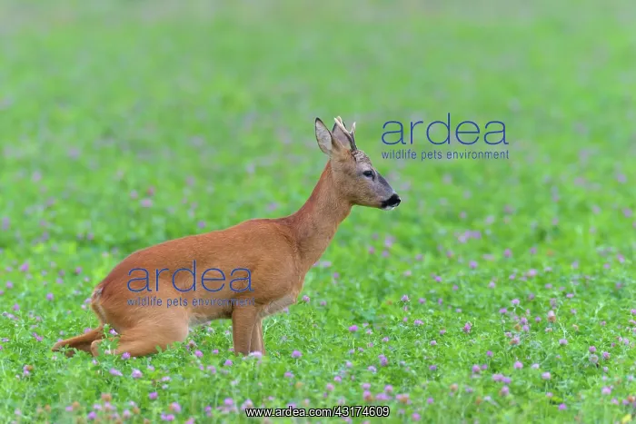 : Western Roe Deer (Capreolus capreolus) in Red clover : Western Roe Deer (Capreolus capreolus) in Red clover