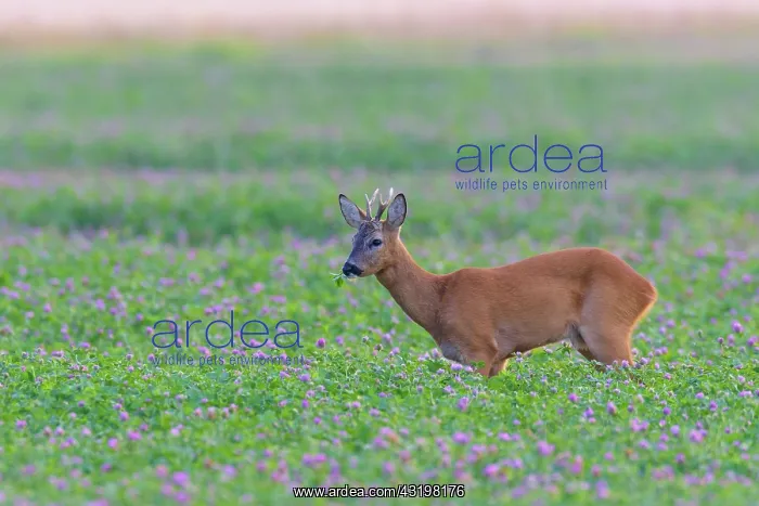 : Western Roe Deer (Capreolus capreolus) in Red clover : Western Roe Deer (Capreolus capreolus) in Red clover