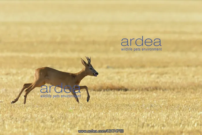 : Western Roe Deer (Capreolus capreolus), Roebuck : Western Roe Deer (Capreolus capreolus), Roebuck