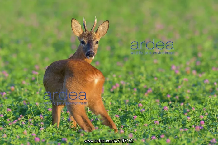 : Western Roe Deer (Capreolus capreolus), Roebuck : Western Roe Deer (Capreolus capreolus), Roebuck