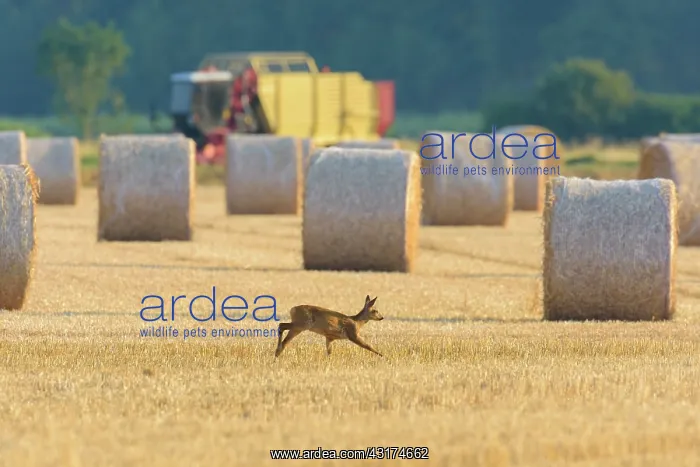 : Western Roe deer (Capreolus capreolus) on Stubblefield : Western Roe deer (Capreolus capreolus) on Stubblefield
