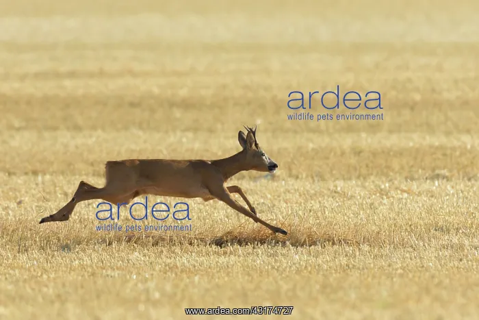 : Western Roe Deer (Capreolus capreolus) on Stubblefield : Western Roe Deer (Capreolus capreolus) on Stubblefield