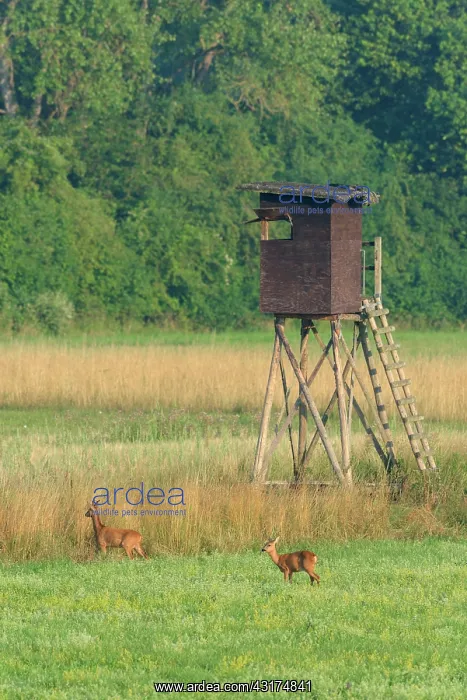 : Western Roe Deers (Capreolus capreolus) in Front : Western Roe Deers (Capreolus capreolus) in Front