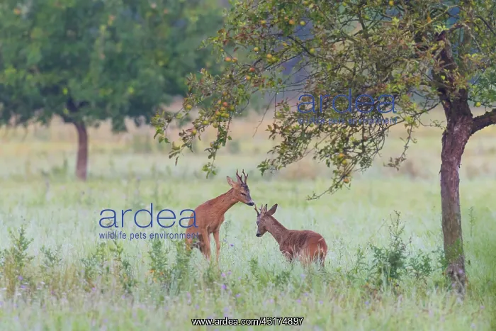  : Western Roe Deers (Capreolus capreolus) fighting
