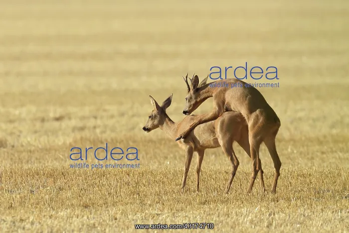 : Western Roe Deers (Capreolus capreolus), Mating : Western Roe Deers (Capreolus capreolus), Mating