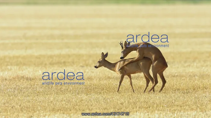 : Western Roe Deers (Capreolus capreolus), Mating : Western Roe Deers (Capreolus capreolus), Mating