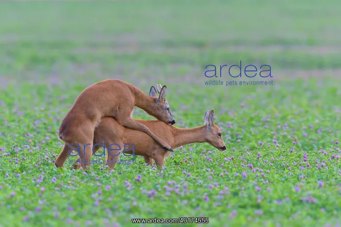 : Western Roe Deers (Capreolus capreolus) in Red clover : Western Roe Deers (Capreolus capreolus) in Red clover