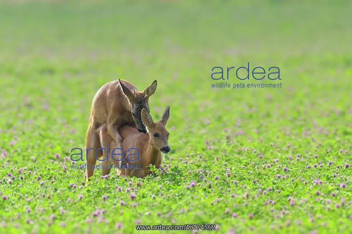 : Western Roe Deers (Capreolus capreolus) in Red clover : Western Roe Deers (Capreolus capreolus) in Red clover