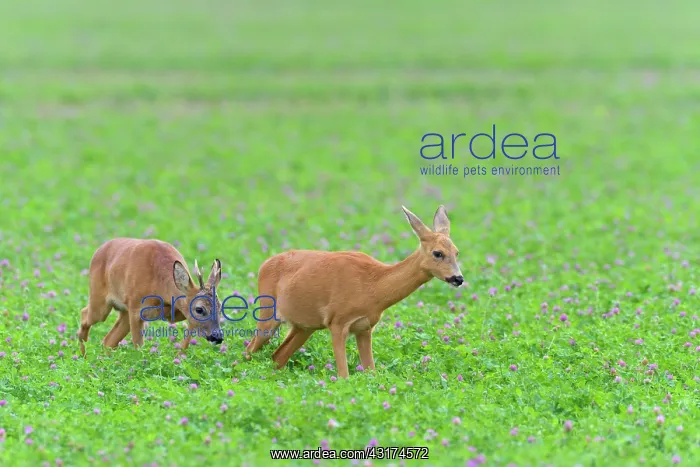: Western Roe Deers (Capreolus capreolus) in Red clover : Western Roe Deers (Capreolus capreolus) in Red clover
