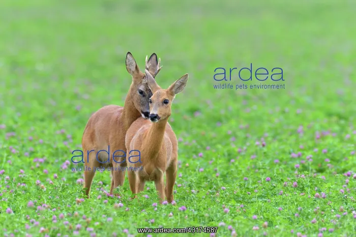 : Western Roe Deers (Capreolus capreolus) in Red clover : Western Roe Deers (Capreolus capreolus) in Red clover