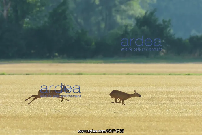 : Western Roe Deers (Capreolus capreolus), Roebuck : Western Roe Deers (Capreolus capreolus), Roebuck