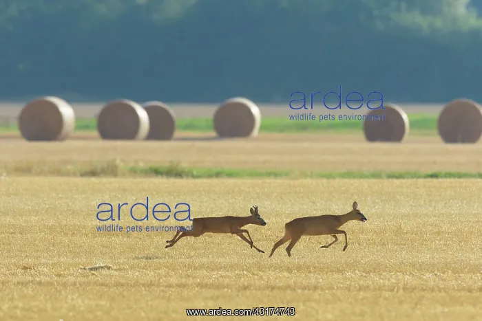 : Western Roe Deers (Capreolus capreolus), Roebuck : Western Roe Deers (Capreolus capreolus), Roebuck