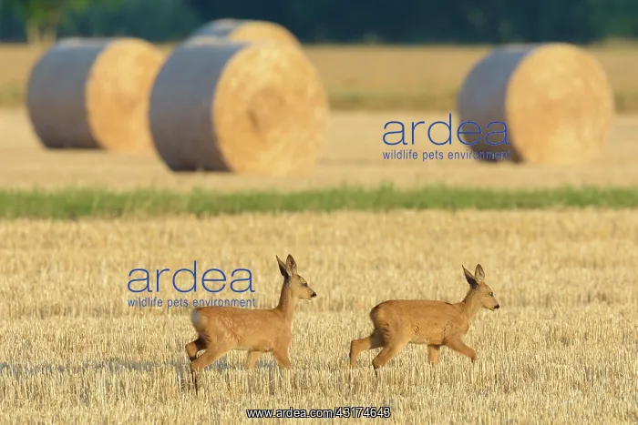 : Western Roe deers (Capreolus capreolus) on Stubblefield : Western Roe deers (Capreolus capreolus) on Stubblefield