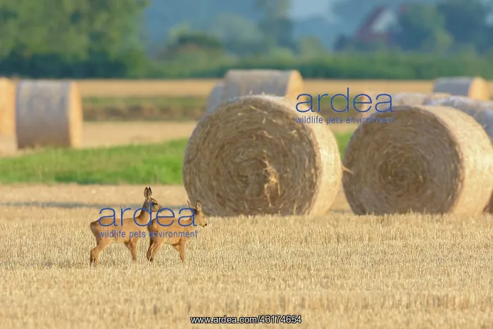 : Western Roe deers (Capreolus capreolus) on Stubblefield : Western Roe deers (Capreolus capreolus) on Stubblefield