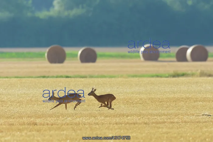 : Western Roe Deers (Capreolus capreolus) on Stubblefield : Western Roe Deers (Capreolus capreolus) on Stubblefield