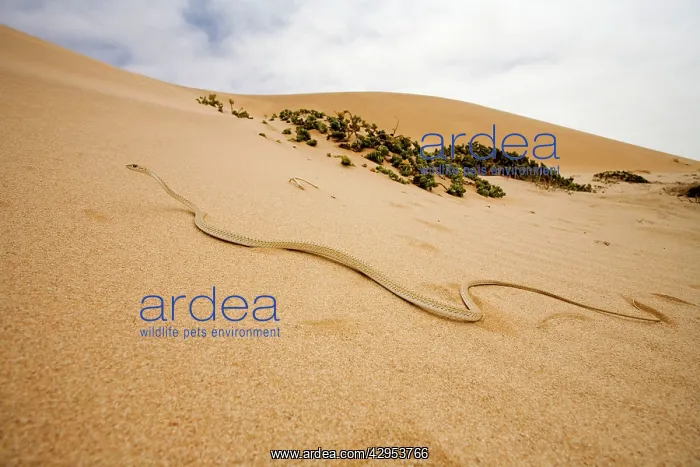 : Western Sand Snake - in the dunes of the Namib : Western Sand Snake - in the dunes of the Namib