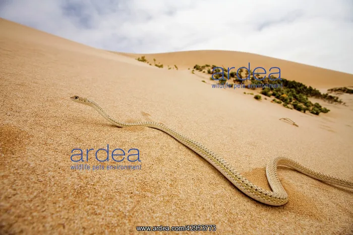 : Western Sand Snake - in the dunes of the Namib : Western Sand Snake - in the dunes of the Namib