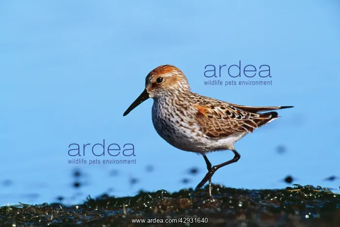  : WESTERN SANDPIPER