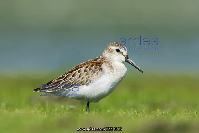 : Western sandpiper - in August : Western sandpiper - in August