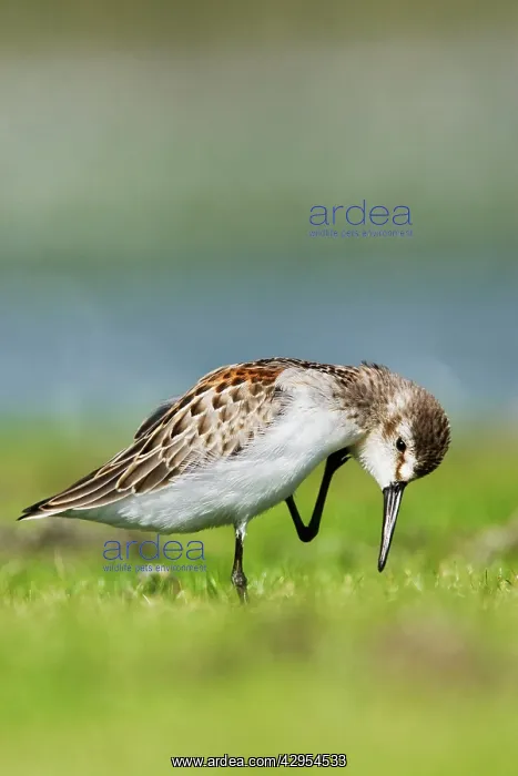 : Western sandpiper - in August : Western sandpiper - in August